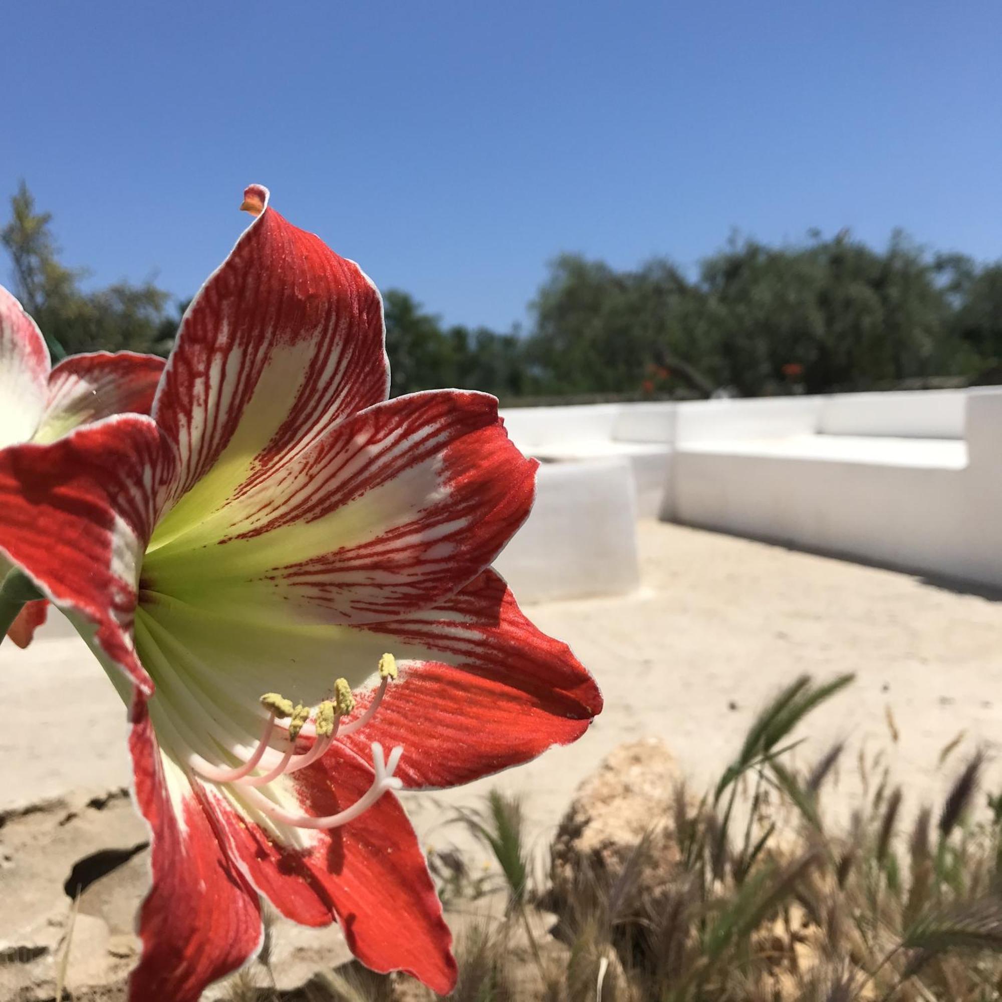 Casapiuholidaysicilia-Adults Only Noto Ngoại thất bức ảnh